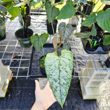 Load image into Gallery viewer, Philodendron Brandtianum, Exact Plant Mature form Ships Nationwide
