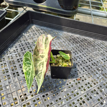 Load image into Gallery viewer, Alocasia Watsoniana Albo Pink variegated exact plant, Fedex 2day*

