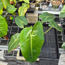 Load image into Gallery viewer, Philodendron Cordatum Kunth, Exact Plant Ships Nationwide
