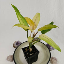 Load image into Gallery viewer, Philodendron Whipple Way, Exact Plant Variegated Ships Nationwide

