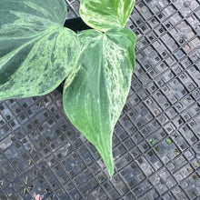 Load image into Gallery viewer, Philodendron Hederaceum, Heart Leaf, Exact Plant Variegated Ships Nationwide
