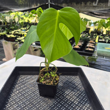 Load image into Gallery viewer, Monstera Sierrana Hawaii Clone, Exact Plant Ships Nationwide

