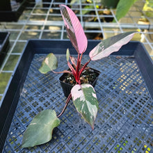 Load image into Gallery viewer, Philodendron Pink Princess Galaxy, Exact Plant Variegated
