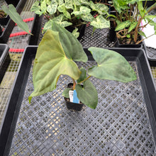 Load image into Gallery viewer, Anthurium Papillilaminum Fort Sherman, Exact Plant Ships Nationwide
