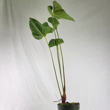 Load image into Gallery viewer, Anthurium Decipiens, Exact Plant Large
