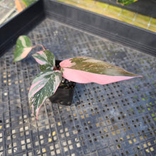 Load image into Gallery viewer, Philodendron Pink Princess Galaxy, Exact Plant Variegated Ships Nationwide
