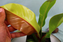 Load image into Gallery viewer, Variegated Philodendron Red Moon &#39;Half moon&#39; Exact Plant
