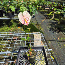Load image into Gallery viewer, Anthurium Peppermint Splash, Shibori AFF, speckled , Exact Plant
