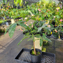Load image into Gallery viewer, Pachira Aquatica Money Tree, Exact Plant Variegated Ships Nationwide
