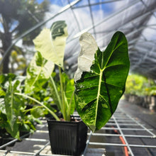 Load image into Gallery viewer, Alocasia Frydek, Exact Plant Variegated Ships Nationwide
