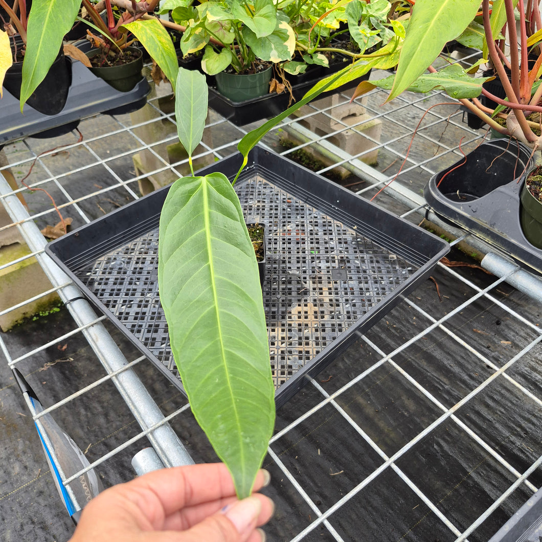 Anthurium Spectabile, Exact Plant Ships Nationwide