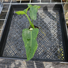 Load image into Gallery viewer, Philodendron Minarum 'Lime Fiddle' 2.5" pot, Fedex 2day*
