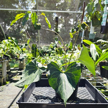 Load image into Gallery viewer, Anthurium Leuconeurum, Exact Plant
