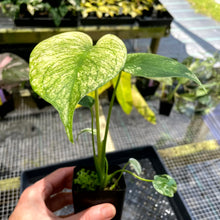 Load image into Gallery viewer, Monstera Deliciosa White Monster , Exact Plant Variegated Ships Nationwide
