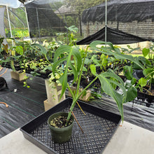 Load image into Gallery viewer, Monstera Burle Marx Flame exact plant, Fedex 2day
