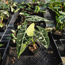 Load image into Gallery viewer, Alocasia Frydek, Exact Plant Variegated
