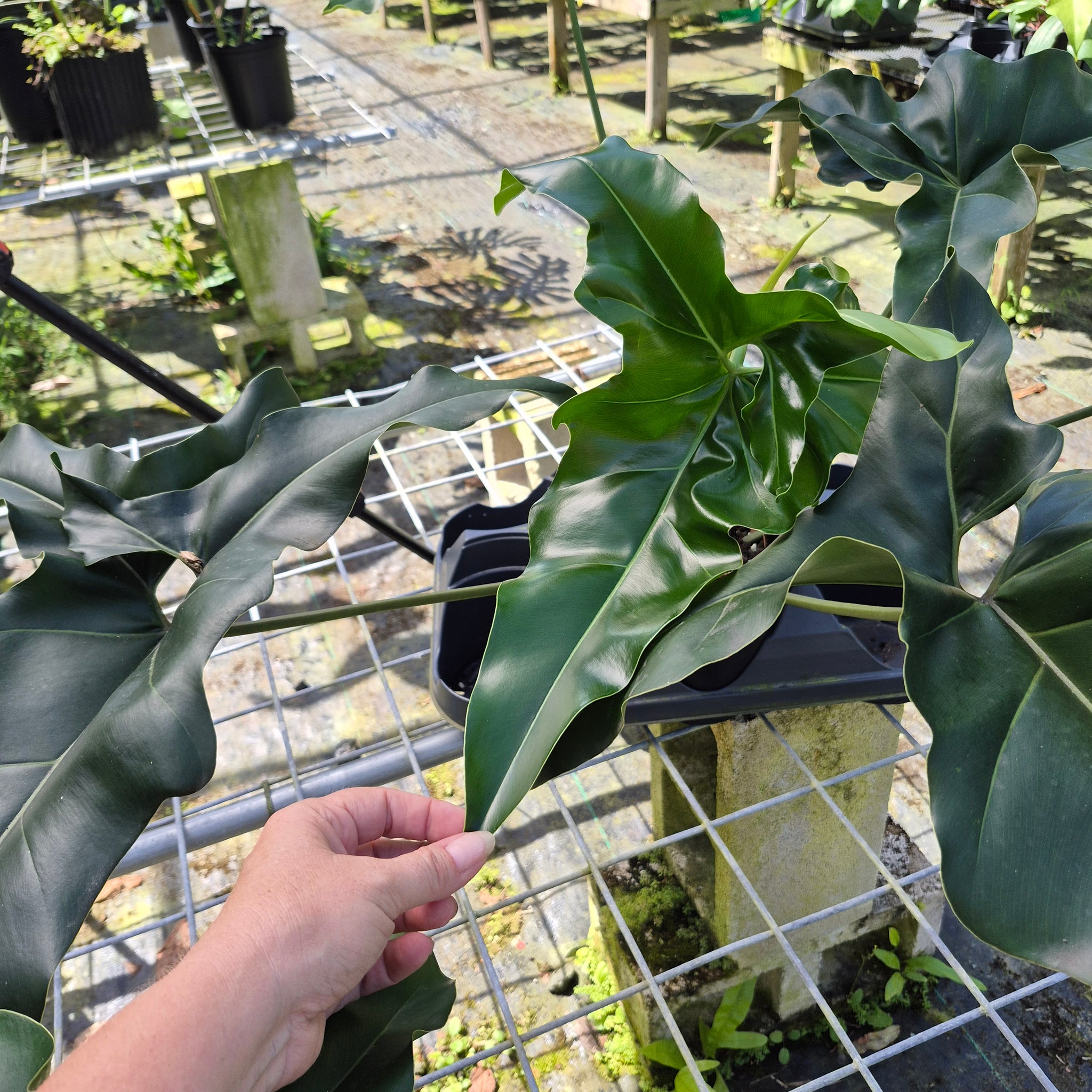 Philodendron Thaumatophyllum Goeldii X Selloum 