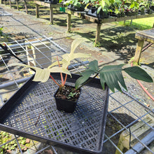 Load image into Gallery viewer, Philodendron Florida Ghost, Exact Plant
