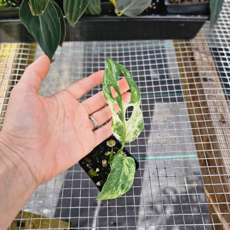 Monstera Adansonii Mint 