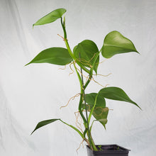 Load image into Gallery viewer, Philodendron Microstictum 4&quot; pot, ships nationwide
