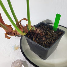 Load image into Gallery viewer, Philodendron Pastazanum, Exact Plant Large
