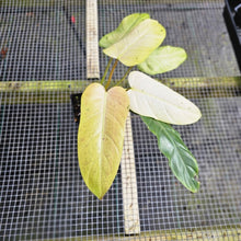 Load image into Gallery viewer, Philodendron Whipple Way, Exact Plant Variegated Ships Nationwide
