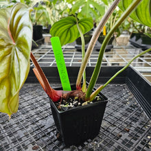 Load image into Gallery viewer, Philodendron Plowmanii, Exact Plant Round Form Ships Nationwide
