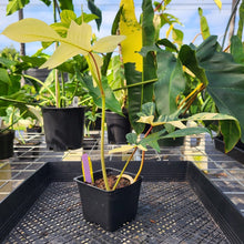 Load image into Gallery viewer, Philodendron Florida Beauty, Exact Plant Variegated Ships Nationwide
