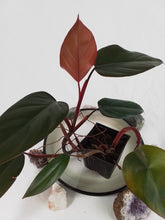 Load image into Gallery viewer, Philodendron Dark Lord, Exact Plant Ships Nationwide
