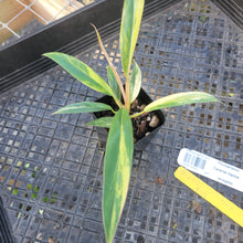 Load image into Gallery viewer, Philodendron Caramel Marble, Exact Plant Variegated Ships Nationwide
