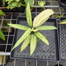 Load image into Gallery viewer, Aglaonema Ice Queen, Silver Queen, Exact Plant Variegated Ships Nationwide
