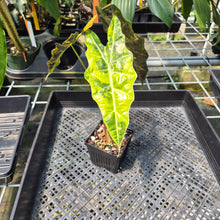 Load image into Gallery viewer, Alocasia Sanderiana Bull Aurea Variegated exact plant, Fedex 2day*
