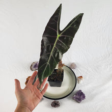 Load image into Gallery viewer, Alocasia Longiloba, Denudata, Exact Plant
