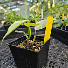 Load image into Gallery viewer, Philodendron Hastatum Silver Sword, Exact Plant Variegated Ships Nationwide
