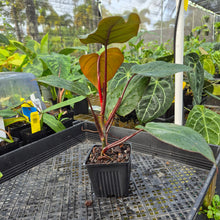 Load image into Gallery viewer, Philodendron Dark Lord, Exact Plant Ships Nationwide

