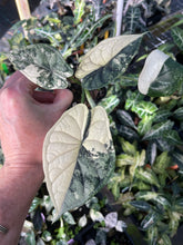 Load image into Gallery viewer, Alocasia Dragon Scale Albo Variegated 2.5" pot, Fedex 2day*
