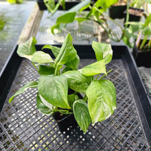 Load image into Gallery viewer, Monstera Lechleriana, Exact Plant Variegated Ships Nationwide

