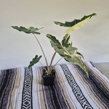 Load image into Gallery viewer, Alocasia sarian Albo, Exact Plant Ships Nationwide.
