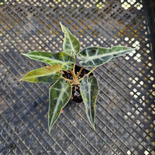 Load image into Gallery viewer, Alocasia Bambino, Exact Plant Variegated Ships Nationwide
