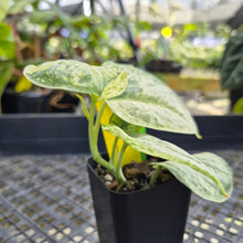 Load image into Gallery viewer, Scindapsus Peasun Variegated 2.5" pot, Fedex 2day*
