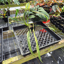Load image into Gallery viewer, Philodendron Holtonianum Variegated, Exact Plant Ships Nationwide
