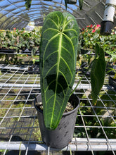 Load image into Gallery viewer, Anthurium Warocqueanum, Queen exact plant, Fedex 2day*
