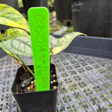 Load image into Gallery viewer, Monstera Siltepecana, Exact Plant Variegated Ships Nationwide
