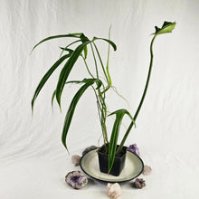 Load image into Gallery viewer, Philodendron Holtonianum, Exact Plant Ships Nationwide
