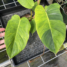 Load image into Gallery viewer, Philodendron Jungle Fever Mint Variegated exact plant, Fedex 2day
