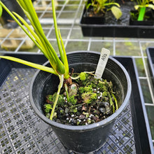 Load image into Gallery viewer, Anthurium Shibori, Exact Plant Variegated
