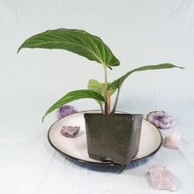 Load image into Gallery viewer, Xanthosoma Lindenii 4&quot; pot, ships nationwide
