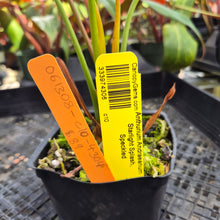 Load image into Gallery viewer, Anthurium Andraeanum Starlight Splash, Exact Plant, Speckled Ships Nationwide
