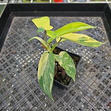 Load image into Gallery viewer, Philodendron Florida Beauty Variegated 2.5" pot, Fedex 2day*
