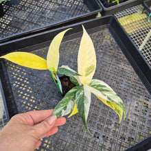 Load image into Gallery viewer, Rhaphidophora Lobbii, Exact Plant Variegated Ships Nationwide
